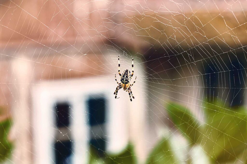 araignées à l'extérieur