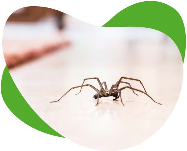 traitement pour les araignées dans la maison