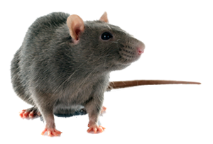 Rat: Service d’extermination
