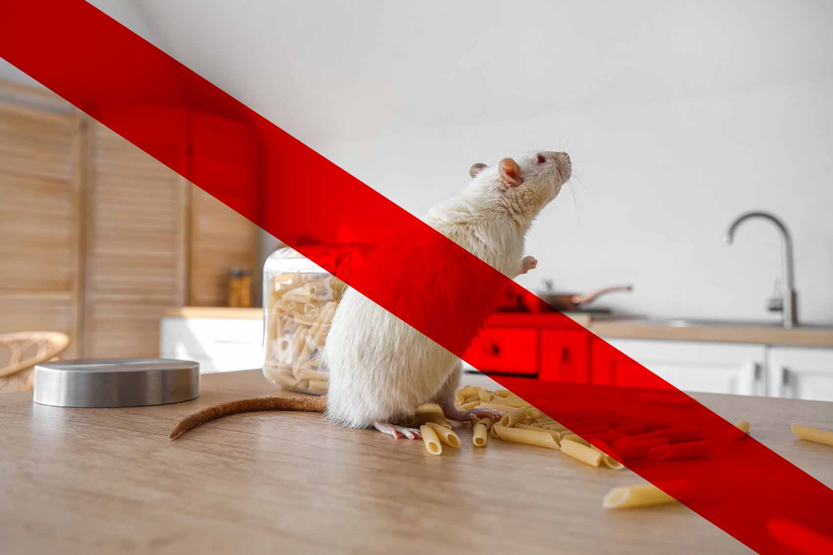 extermination des rats