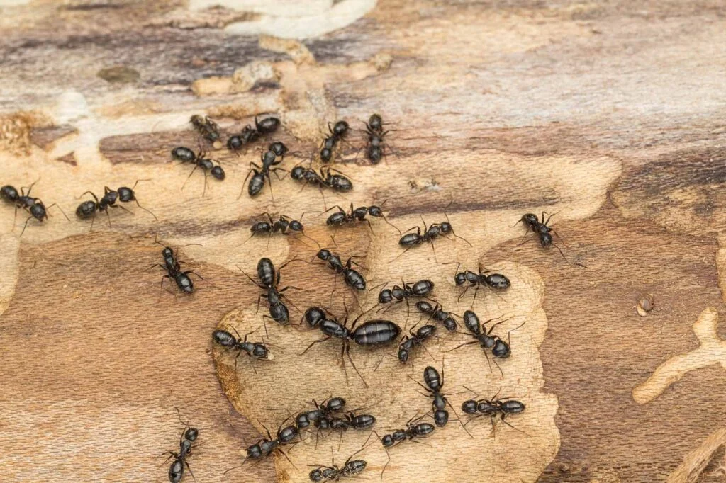 fourmi charpentière ou termite