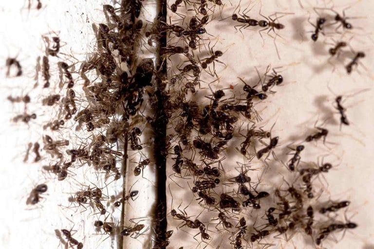 infestation de fourmis