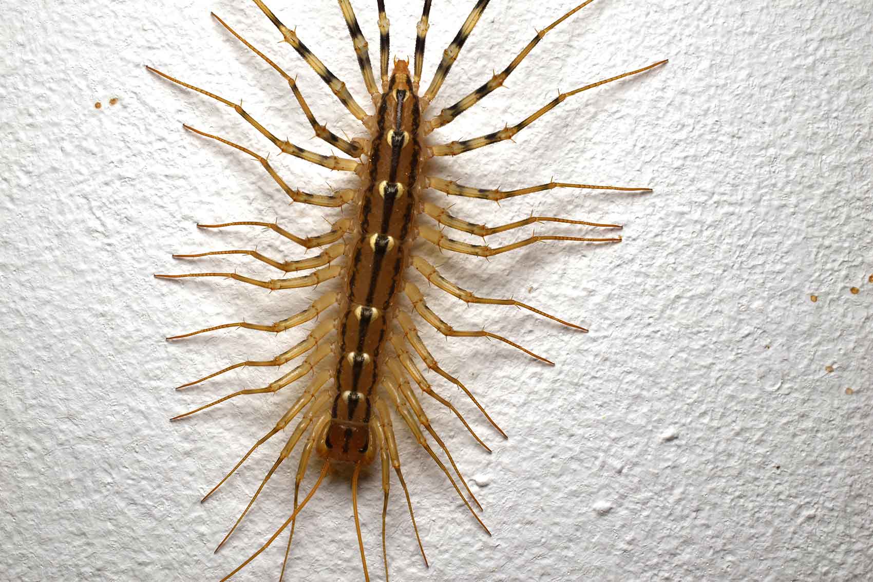 scutigère (insecte d'humidité)