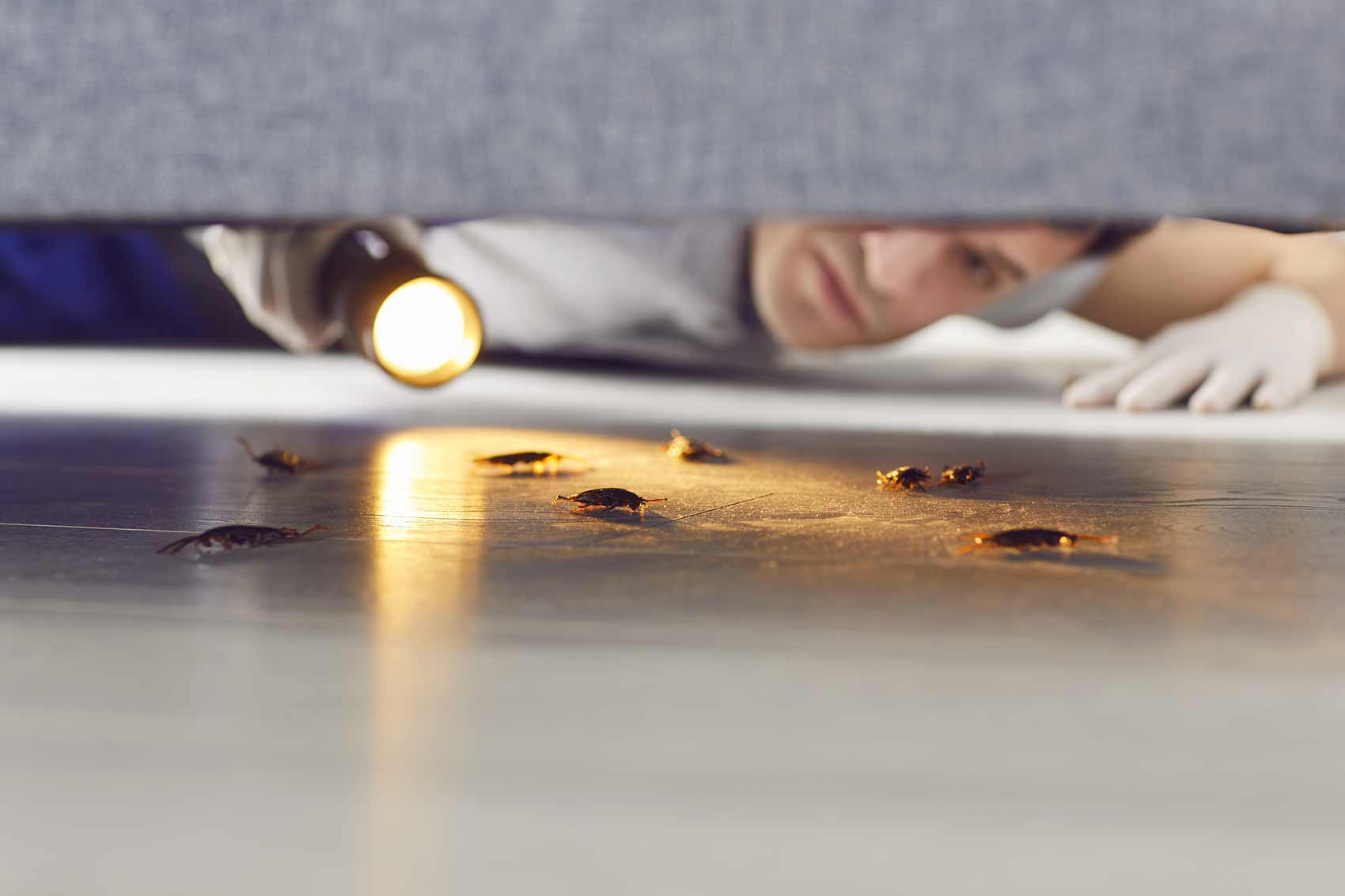 inspection parasitaire