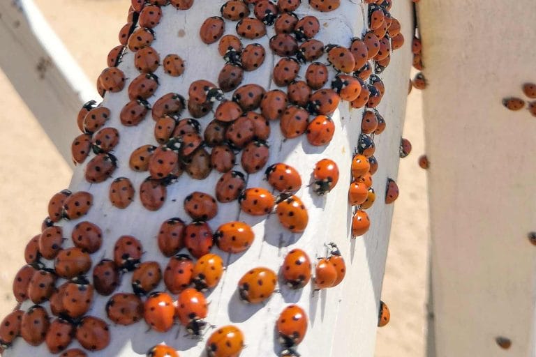 invasion de coccinelles