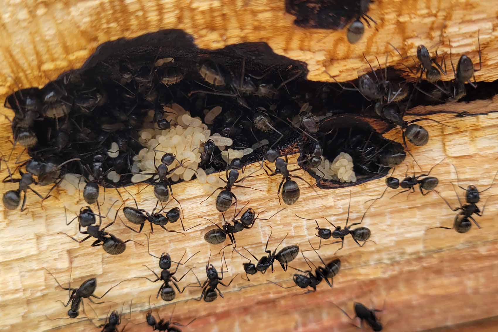Repérer et exterminer les fourmis charpentières: Guide complet