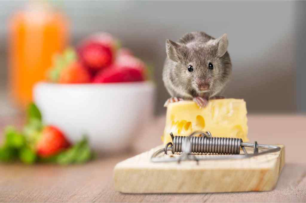 Piège à Souris pour la Maison: Quel est le plus efficace? | ECRN