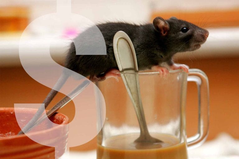 prix pour l'extermination de souris