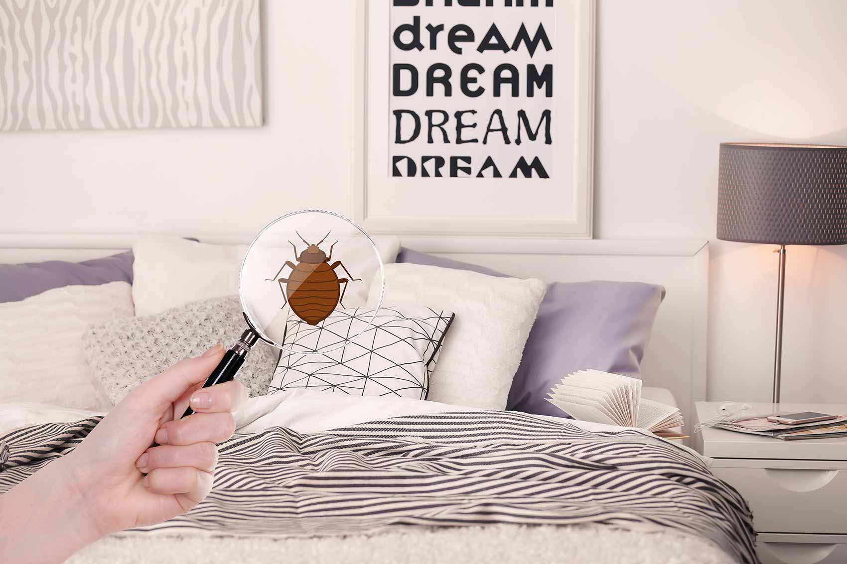 traitement punaises de lit