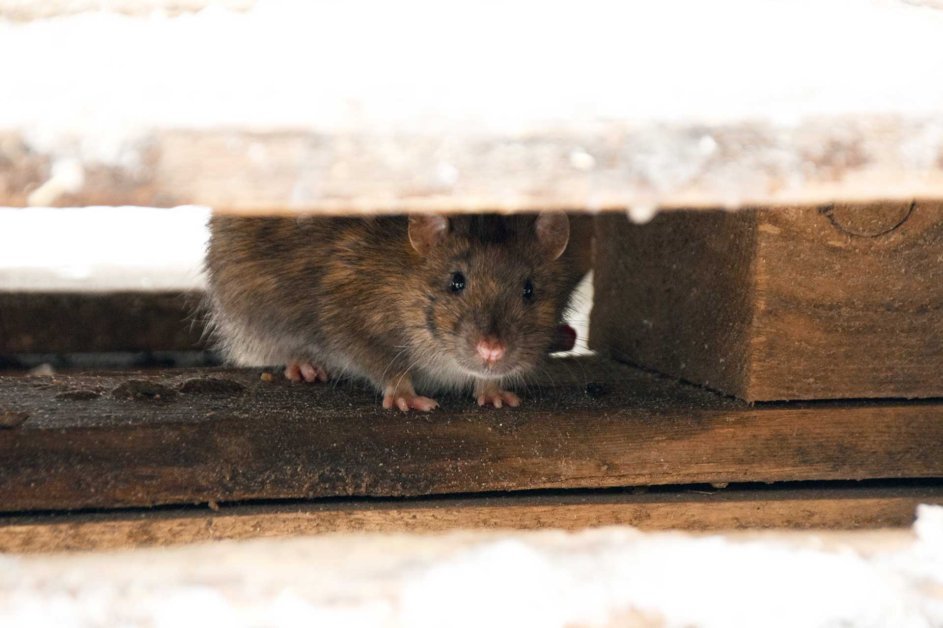 Comment se débarrasser des souris dans les murs?
